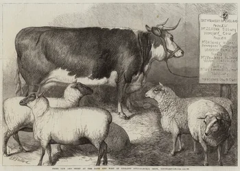 Vaca y Oveja Premiada en la Exposición Agrícola de Bath y West of England, Southampton